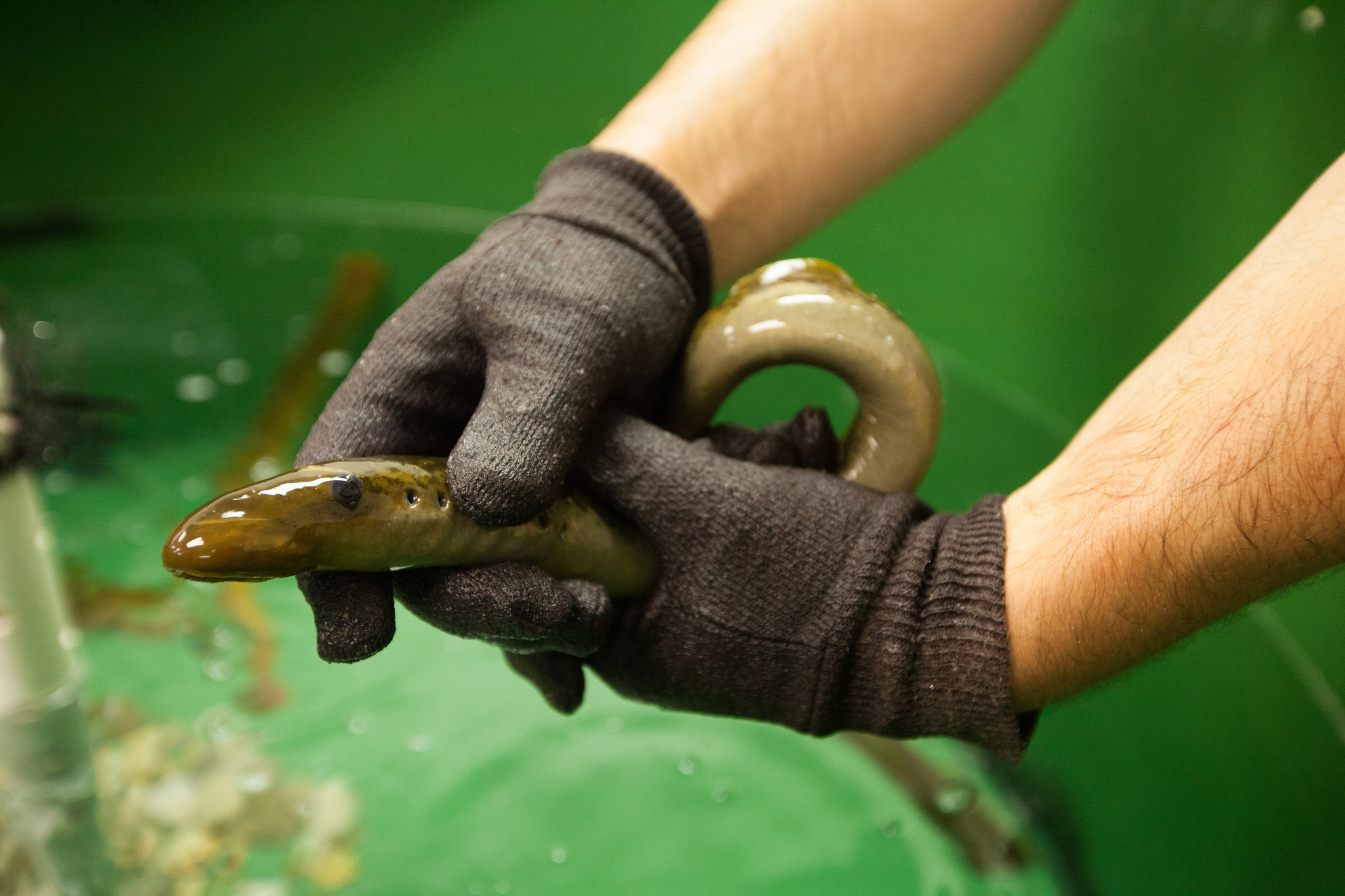 Sea lampreys