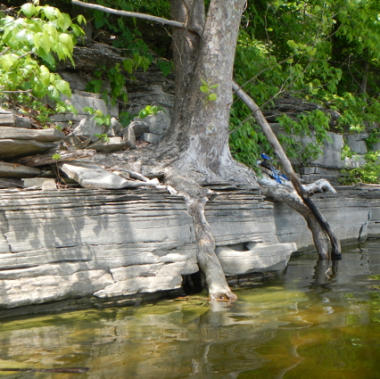 Sycamores rock