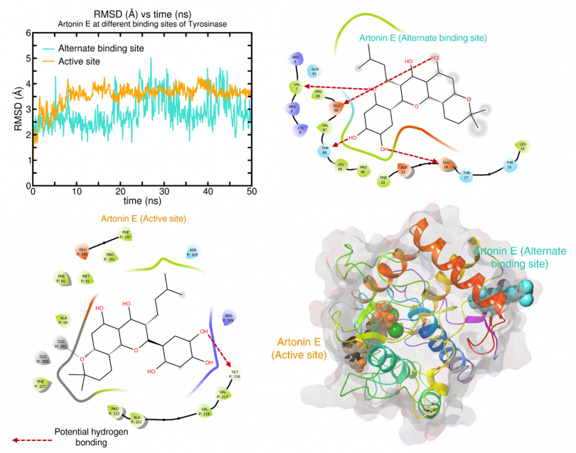 Stability, interactions, and binding sites of tyrosinase  with respect to artonin E