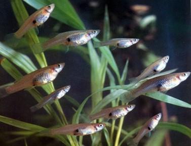 Fish