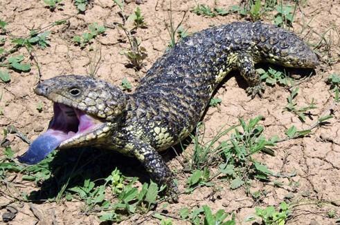 Lizard