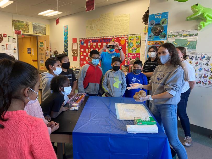 A UK student shows a brain to schoolchildren.